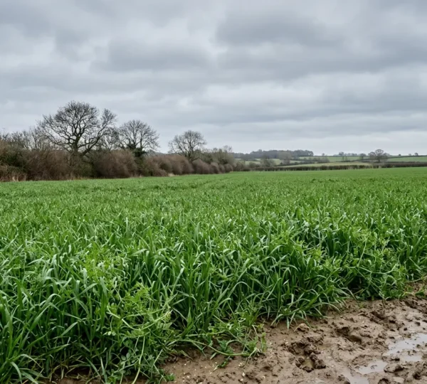 Dense rye and vetch green manure mix thriving on waterlogged clay farmland during UK winter