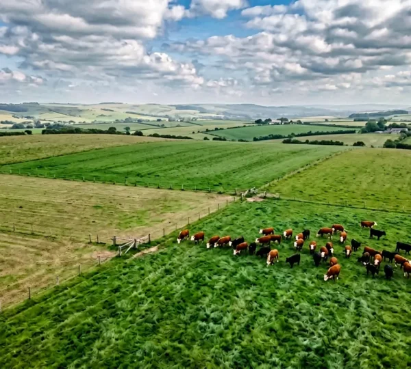 Aerial perspective of divided pasture paddocks with cattle grazing, showcasing sustainable rotational grazing system for maximized yields