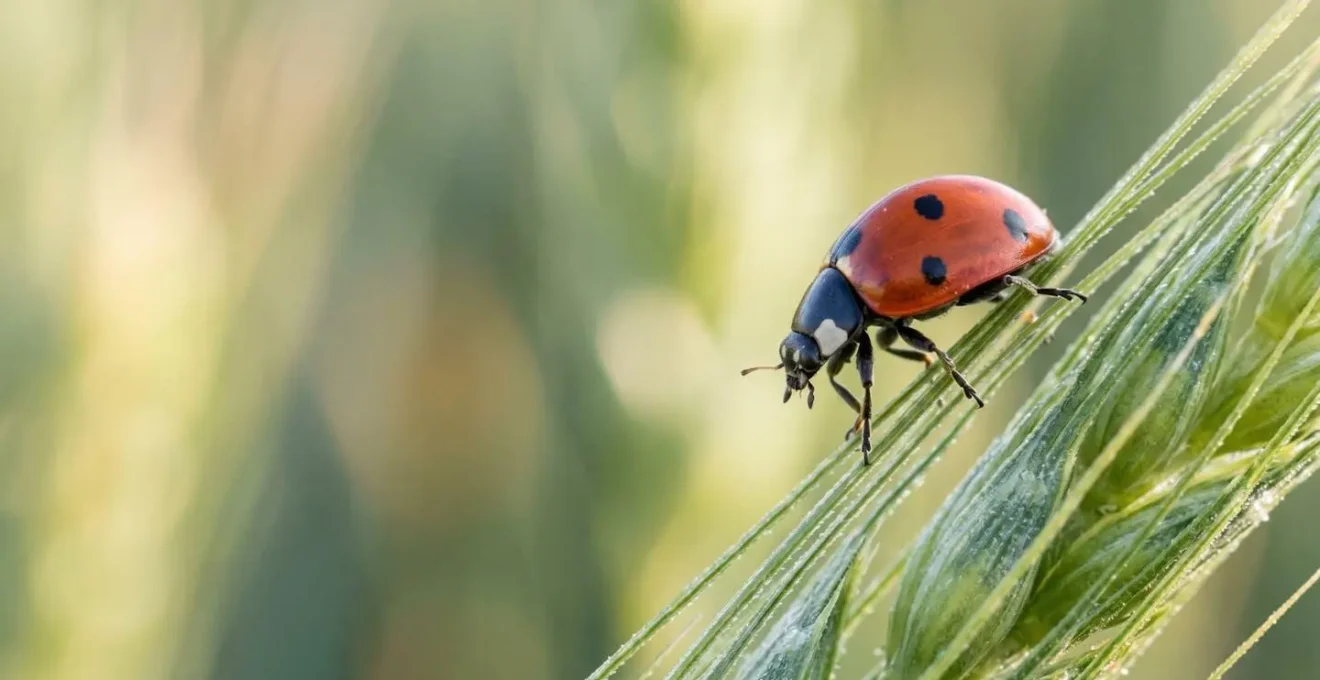 Seven-spot ladybird beetle on wheat stem hunting aphids as natural biological pest control in UK integrated pest management system