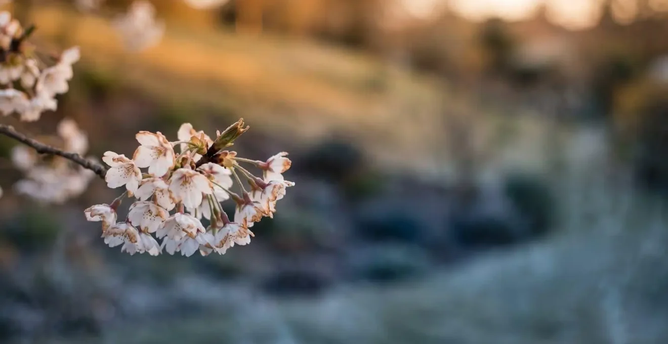 Symbolic representation of cold air flowing and settling in a garden frost pocket