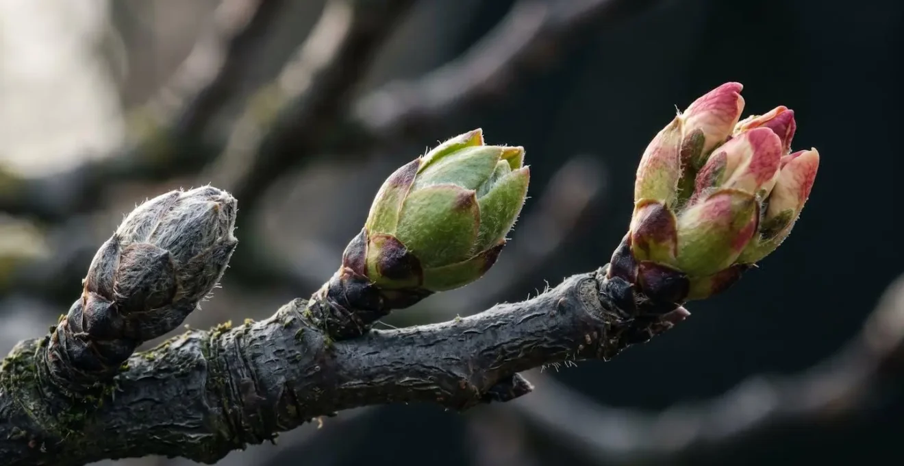 Close-up of fruit tree buds showing different dormancy stages and frost vulnerability indicators