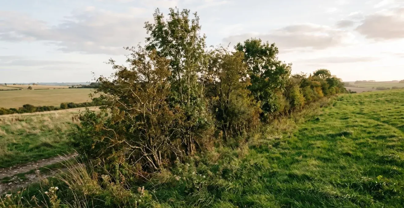 Natural hedge with mixed tree and shrub layers showing optimal density for wind protection along a pasture edge