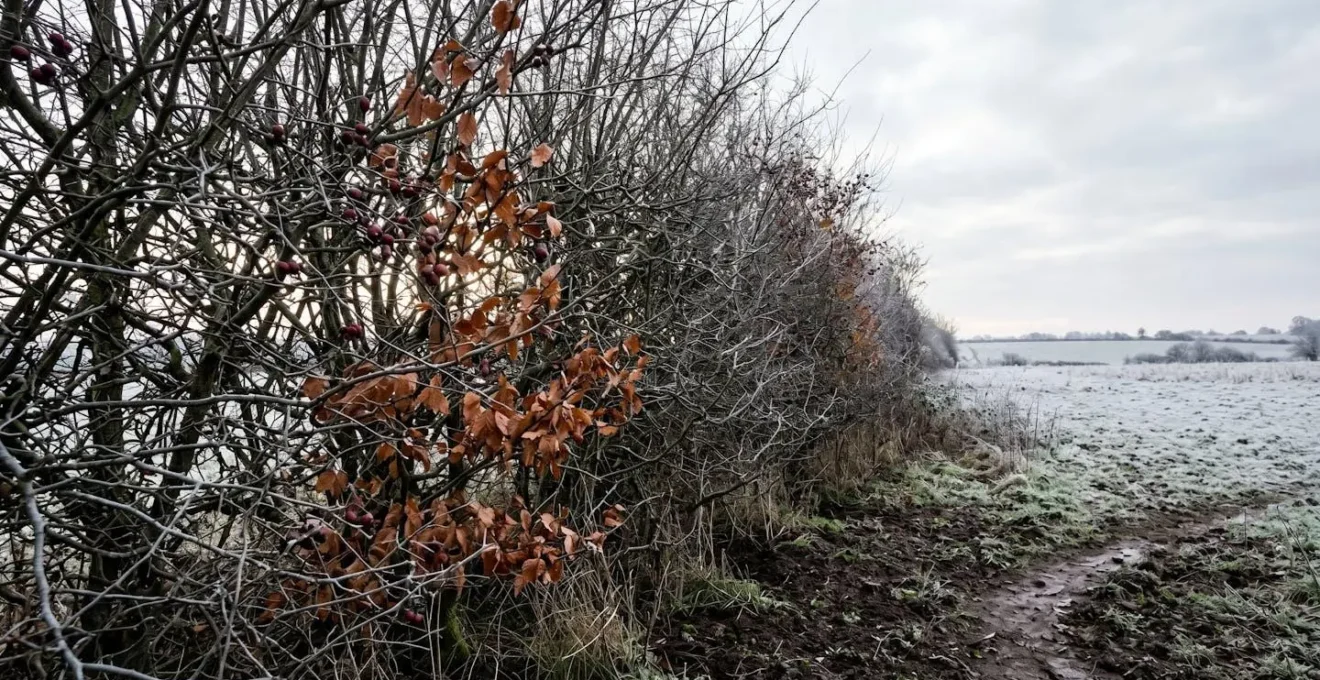 Native UK hedge creating filtered windbreak with visible air permeability in rural setting