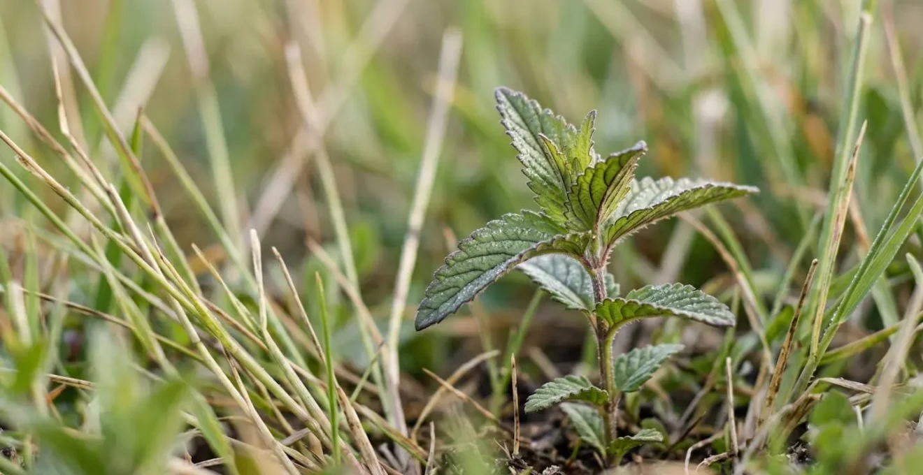 Close-up of young yellow rattle plant showing distinctive purple-tinged leaves establishing among grass